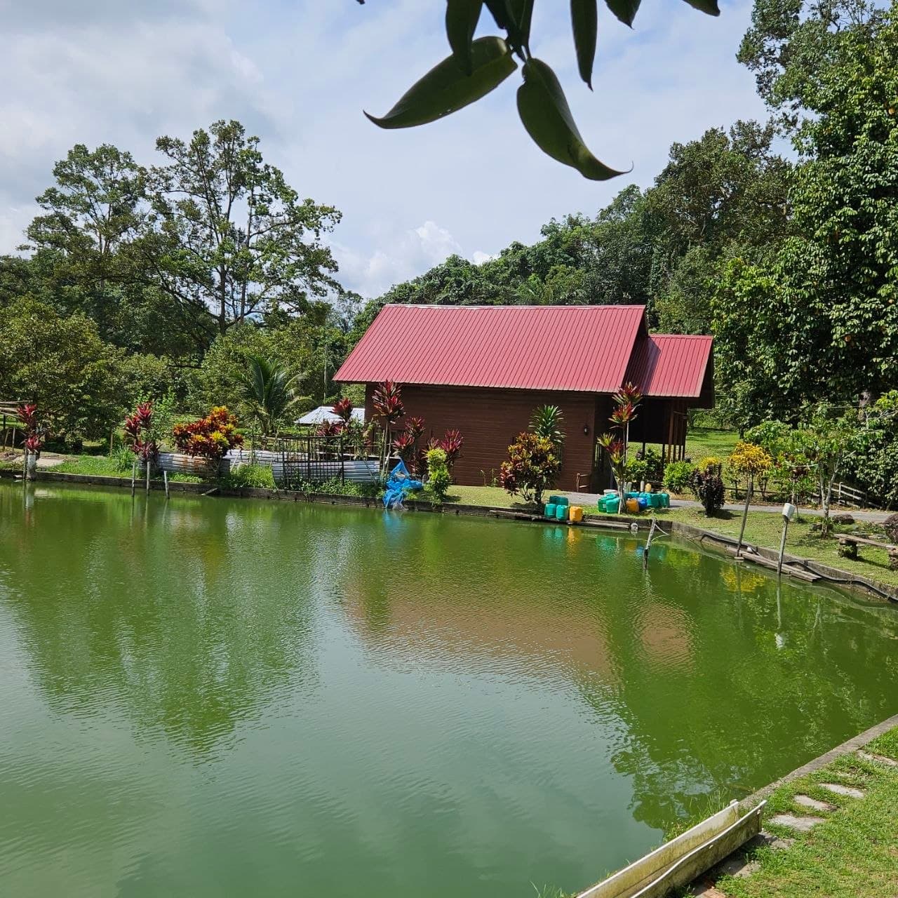 Wooden house with a red roof beside a green pond, surrounded by lush tropical trees.