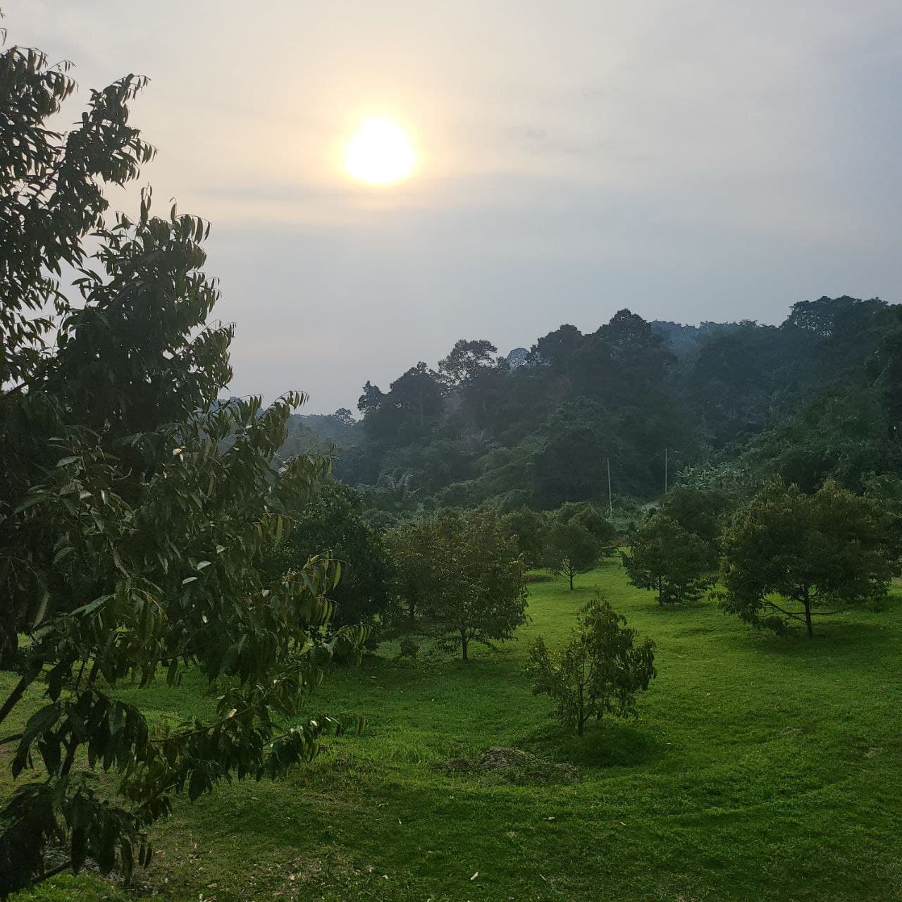 Bright sun over a lush green orchard with dense forested hills in the background.