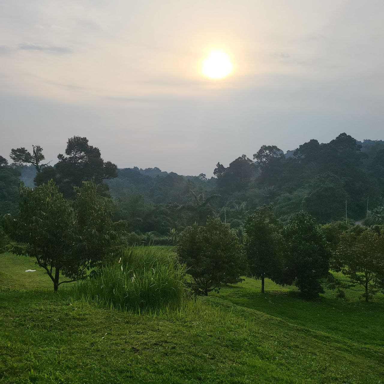 Hazy sun shining over a verdant landscape of grassy hills and dense tropical forest trees.
