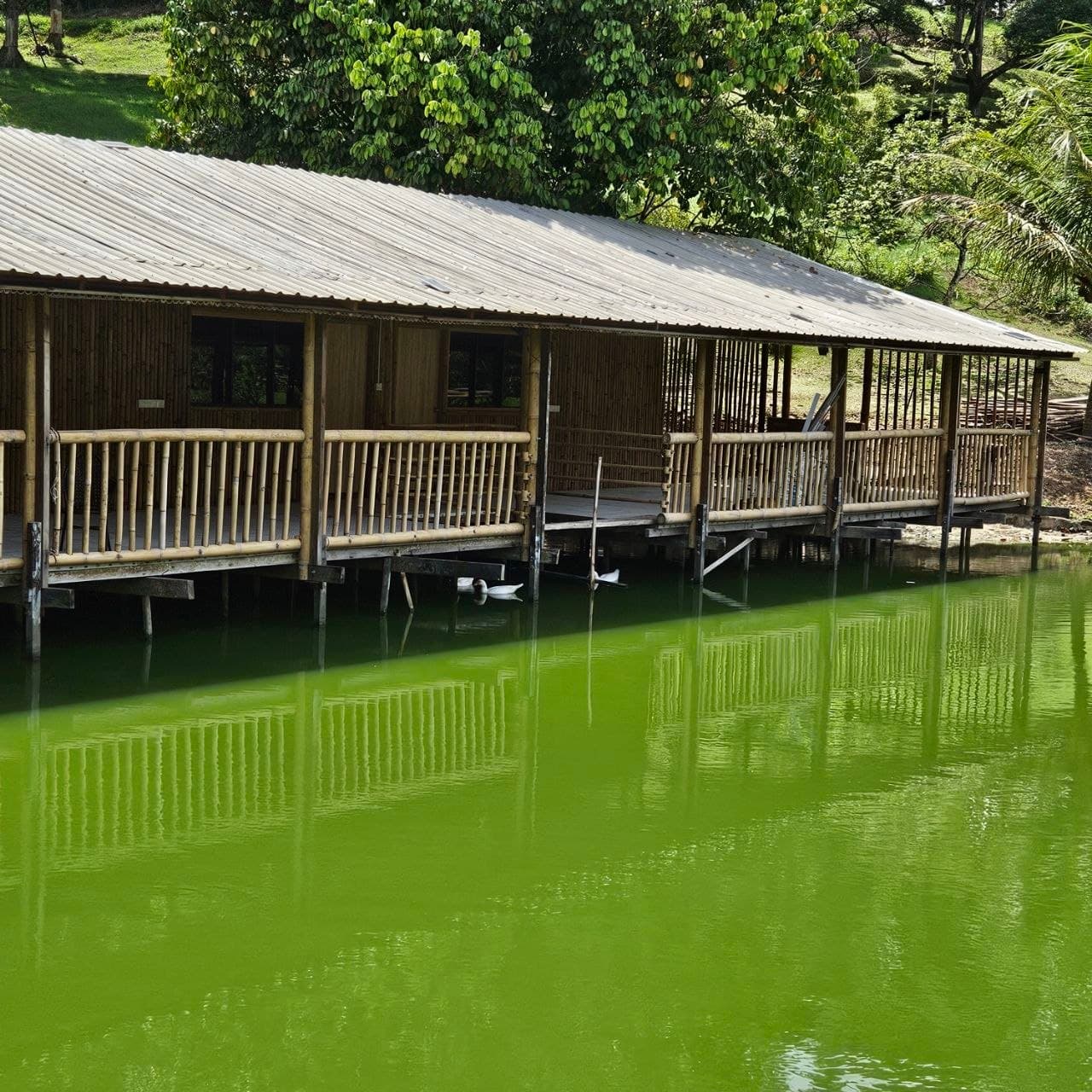 Bamboo building on stilts over bright green water with white ducks swimming underneath the deck.